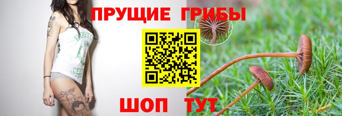 Галлюциногенные грибы GOLDEN TEACHER Солнечногорск